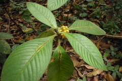 Psychotria