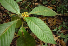Psychotria