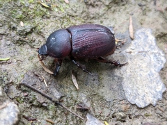 Scarabaeoidea