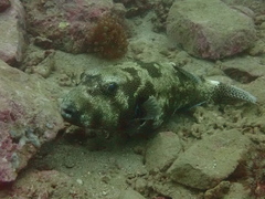 Arothron stellatus