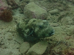 Arothron stellatus