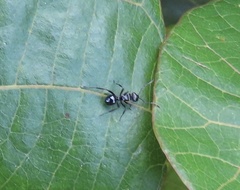 Polyrhachis clio