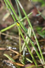 Ischnura pruinescens