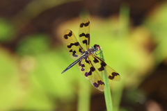 Rhyothemis graphiptera