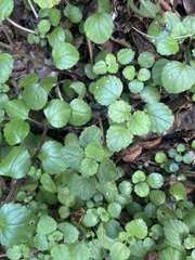Plectranthus verticillatus