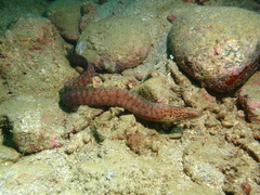 Gymnothorax minor