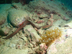 Gymnothorax minor