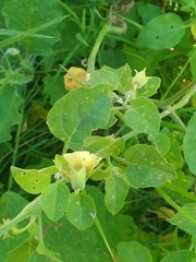 Physalis viscosa
