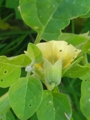 Physalis viscosa