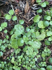 Plectranthus verticillatus