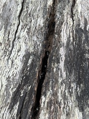 Tetragonula carbonaria