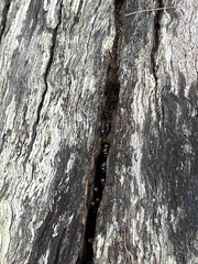 Tetragonula carbonaria