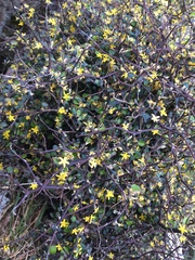 Corokia cotoneaster