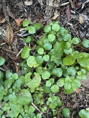 Plectranthus verticillatus