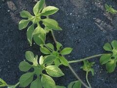 Ipomoea pes-tigridis