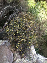 Corokia cotoneaster