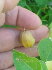 Physalis viscosa