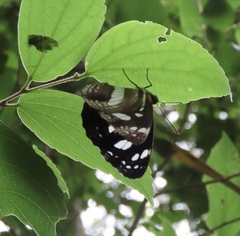 Phaedyma shepherdi