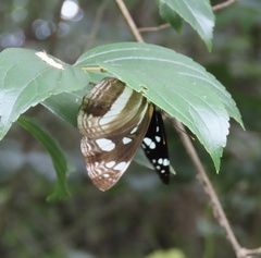 Phaedyma shepherdi