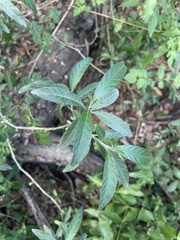 Metarungia longistrobus