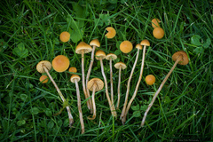 Galerina semilanceata