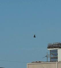 Acridotheres javanicus