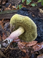 Xerocomellus diffractus