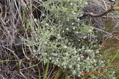 Seriphium plumosum