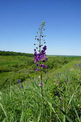 Verbascum phoeniceum