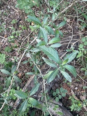 Metarungia longistrobus