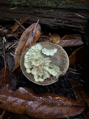 Xerocomellus diffractus