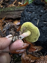 Xerocomellus diffractus