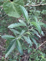 Metarungia longistrobus
