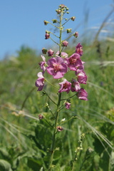 Verbascum phoeniceum