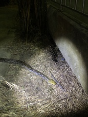 Malayopython reticulatus