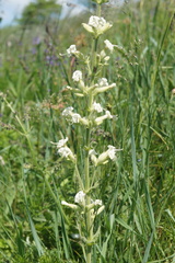 Silene viscosa