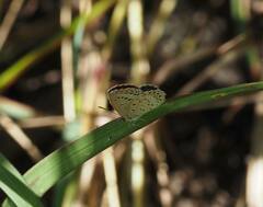 Pseudozizeeria maha okinawana
