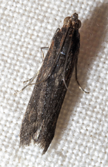 Elasmopalpus lignosella