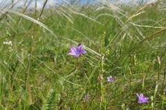 Campanula stevenii