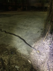 Malayopython reticulatus