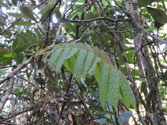 Cnestis polyphylla image