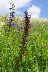 Pontechium maculatum