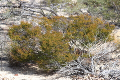 Kardomia squarrulosa