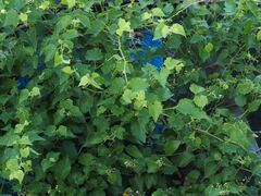 Ampelopsis glandulosa hancei