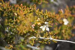 Kardomia squarrulosa