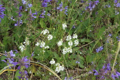 Veronica austriaca jacquinii