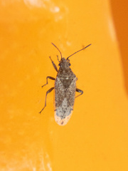 Orsillinae