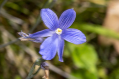 Thelymitra cyanea