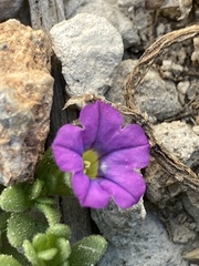 Calibrachoa parviflora