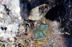 Patiriella regularis